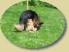 Lady im vollen Einsatz * 448 x 336 * (35KB)